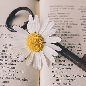 Daisy lying on a key on a book