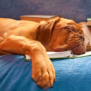 A Tired Dog asleep over the books