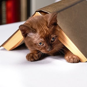 cute kitten hiding under an open book